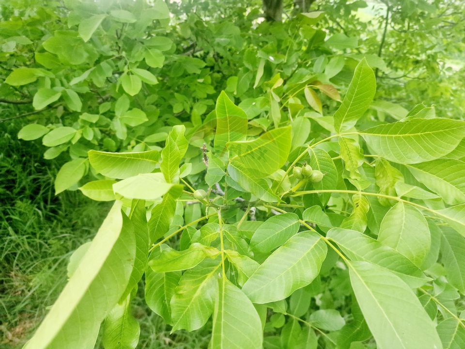 Afacere la cheie- Brutărie