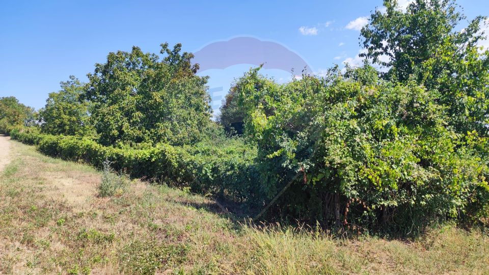 Loc de casa si teren cultivat cu vita de vie 1,28 Ha Santimreu Bihor