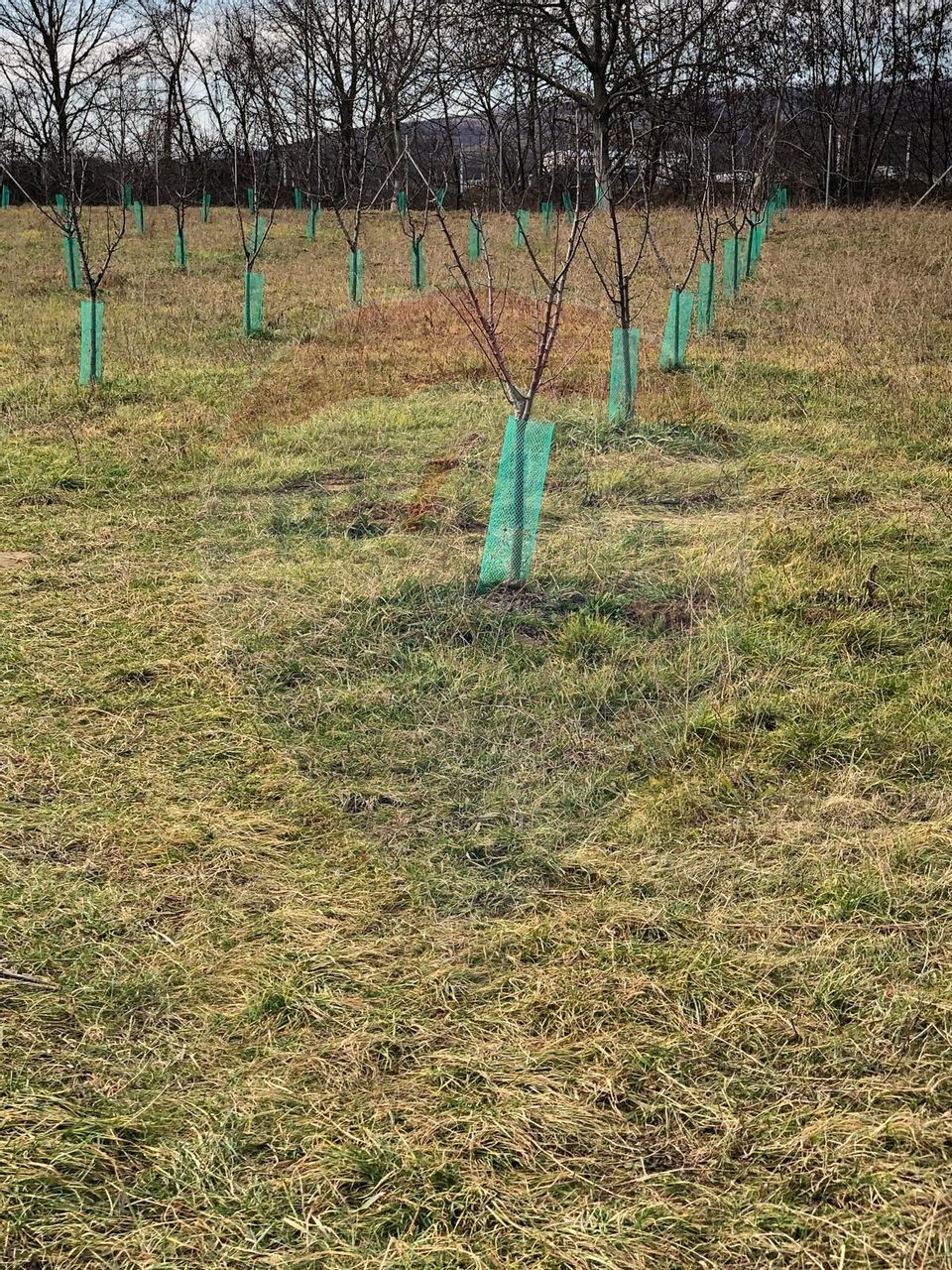 Land 6,000sqm Lugasu de Jos / Strada principala