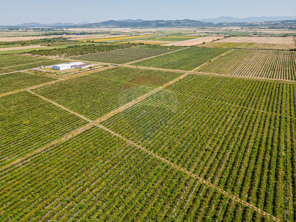 BUSINESS DE VANZARE Plantatie de afin din Romania