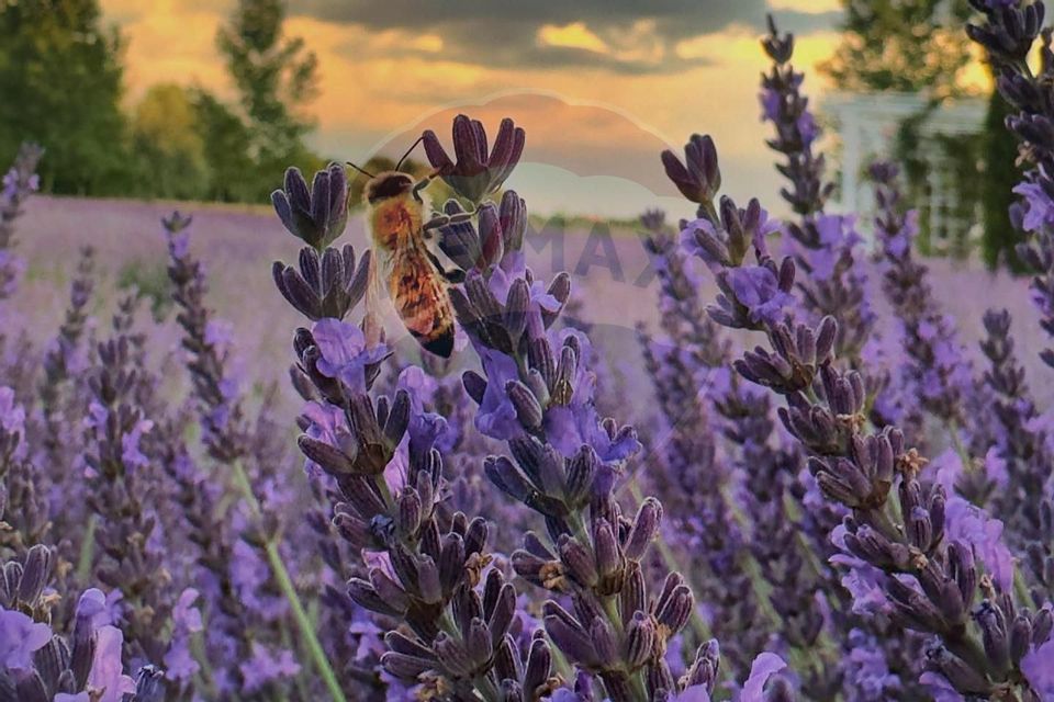 Oportunitate Investiție - Lavender Farm – Santăul Mic