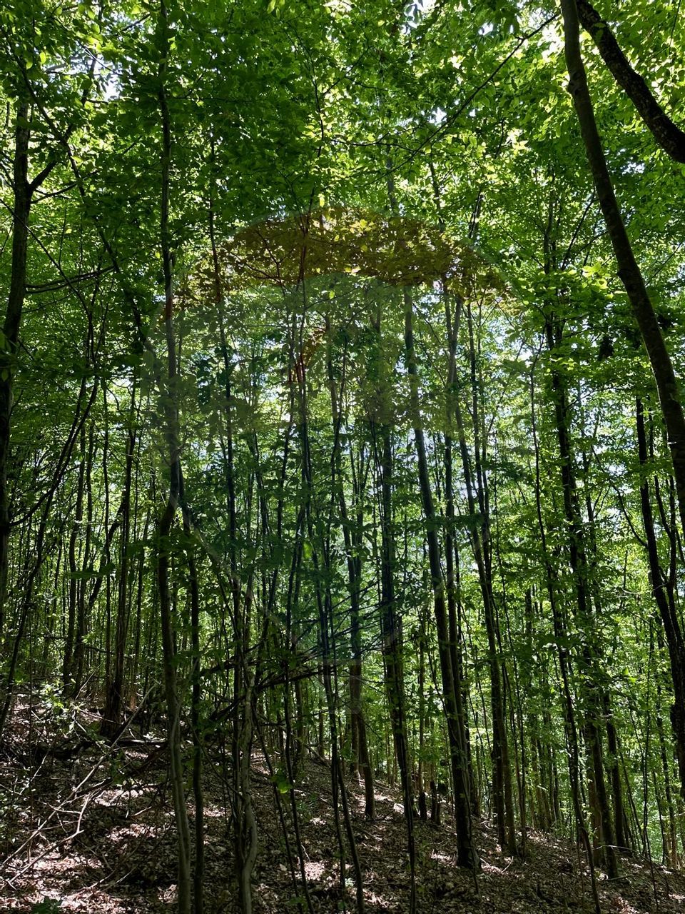 Teren cu padure de vanzare in Carbunari