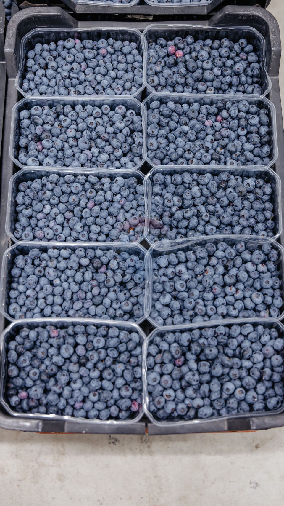 BUSINESS DE VANZARE Plantatie de afin din Romania