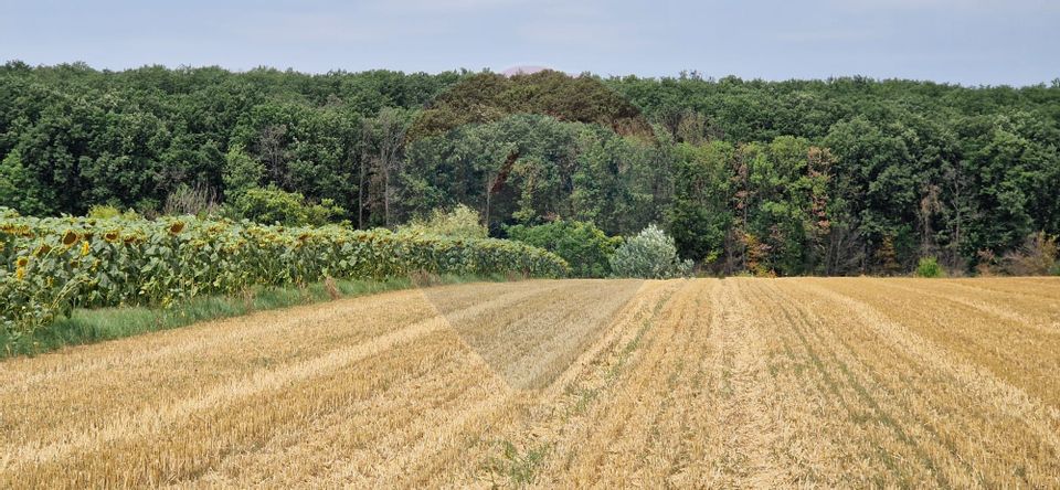 Land 4,500sqm Moara Vlasiei / Strada P229