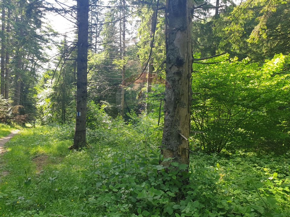 Teren intravilan, 56000 mp, Poiana Braşov