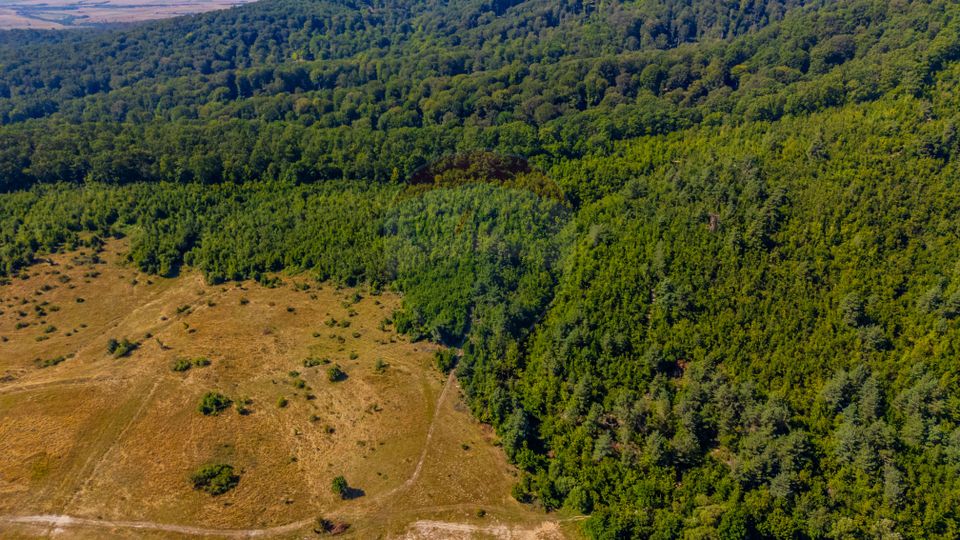 Land 6,000sqm Crizbav / Strada principala