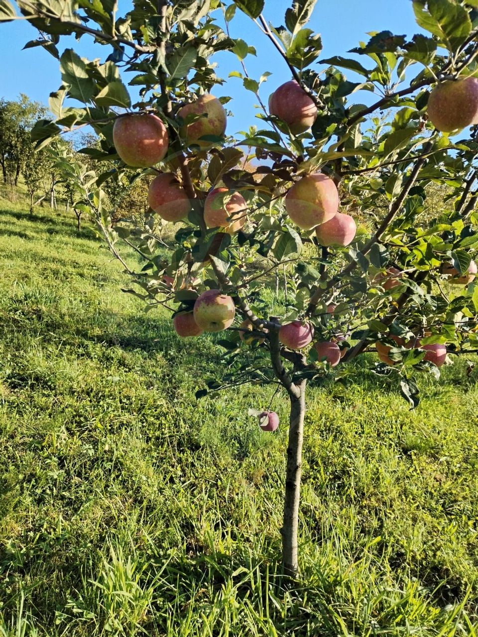 8 room House / Villa for sale