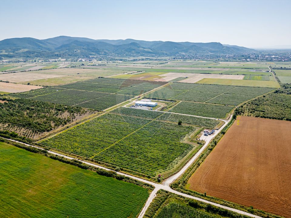 BUSINESS DE VANZARE Plantatie de afin din Romania