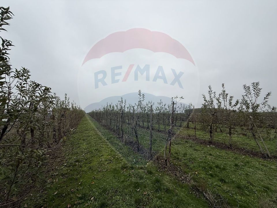 Ferma agro-industrială – 43 ha Adunații Copaceni