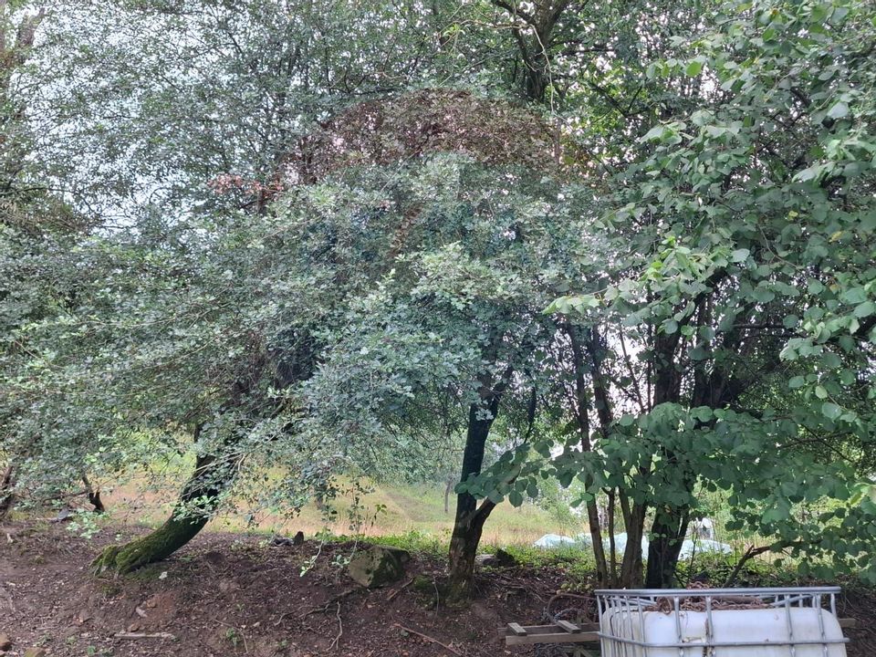 Land 990sqm Barzava / Soseaua Principala