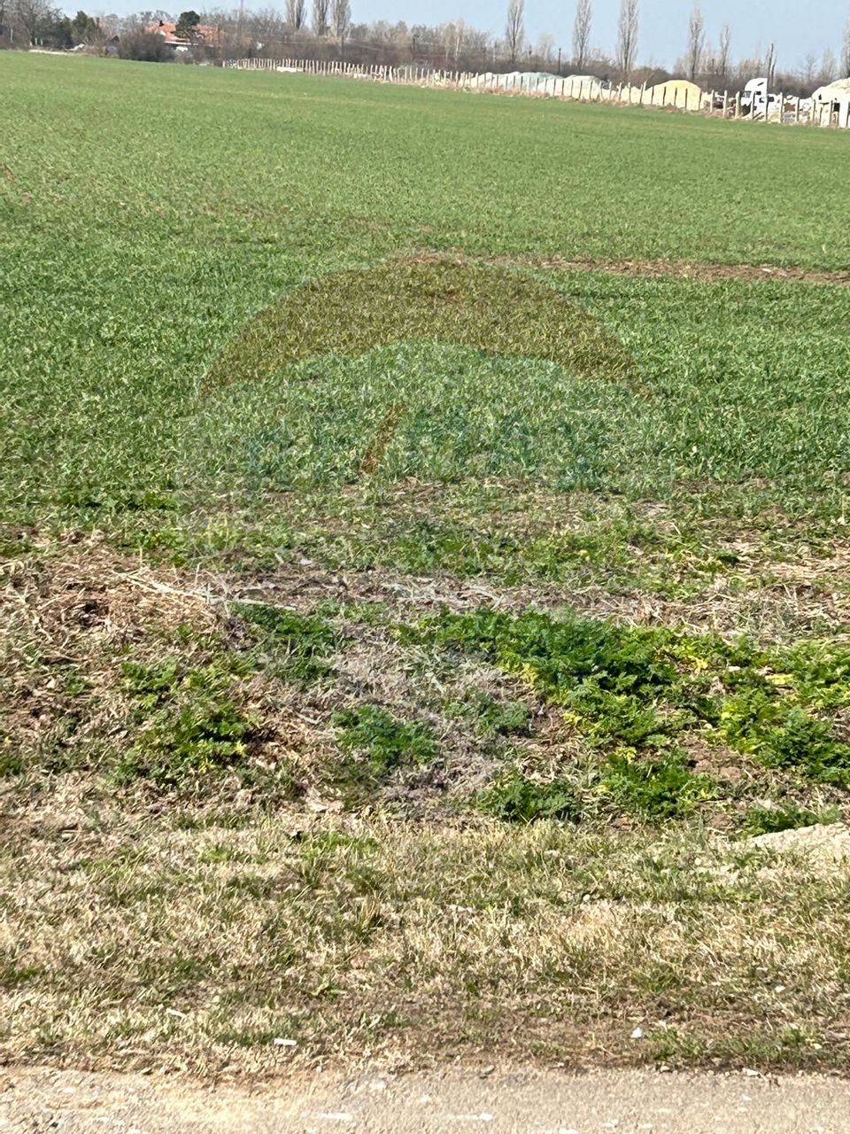 De Vanzare Teren 12,900mp Moara Vlasiei / Drumul Teilor