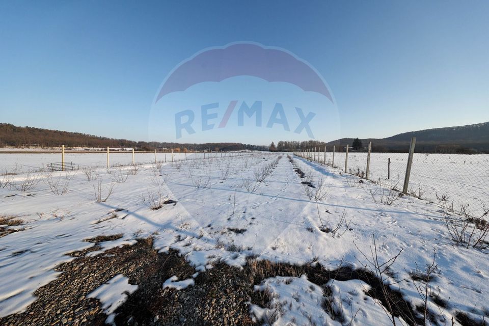 Teren cu plantatie de aronia