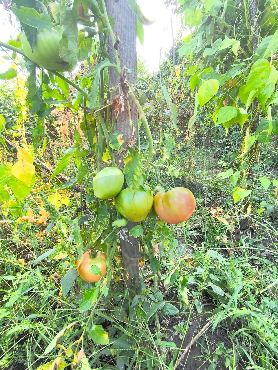 Casă de vanzare 3 camere Gherla