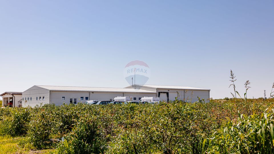 BUSINESS DE VANZARE Plantatie de afin din Romania