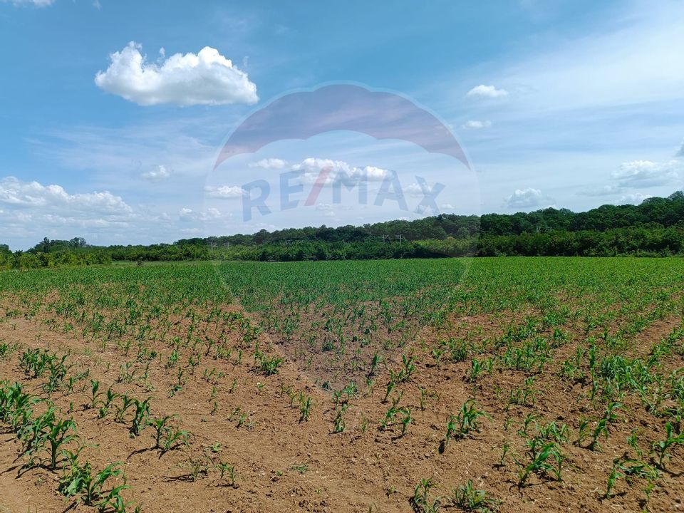 VANZARE teren intravilan agricol 5200 mp la padure Peris