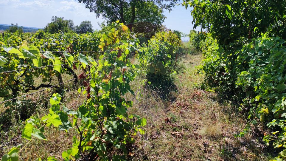 Loc de casa si teren cultivat cu vita de vie 1,28 Ha Santimreu Bihor