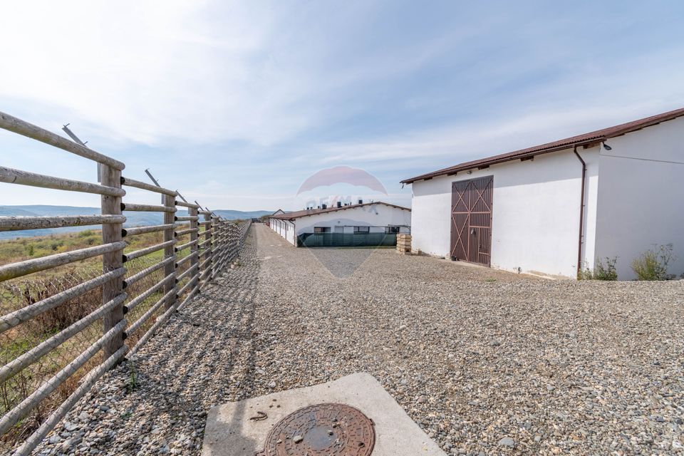 Ferma moderna de porci de vanzare in Curtuiusu Dejului