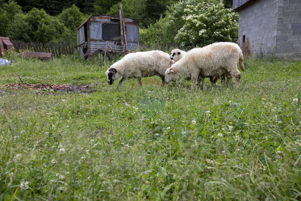 Fermă de vânzare, teren 21436 mp intravilan, Coșnea, Agăș