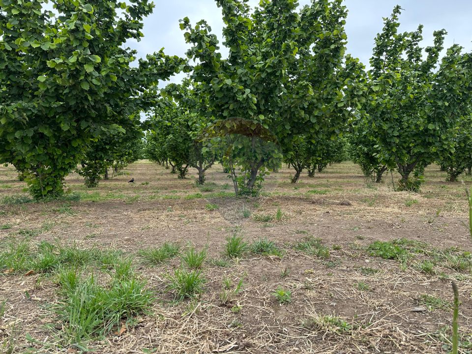 Casă - plantatie aluni  41300mp