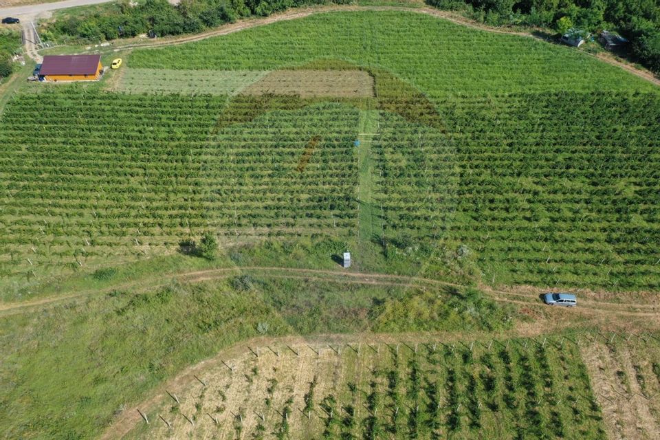 Urlati land 4 h ECO certified with blackberry plantation