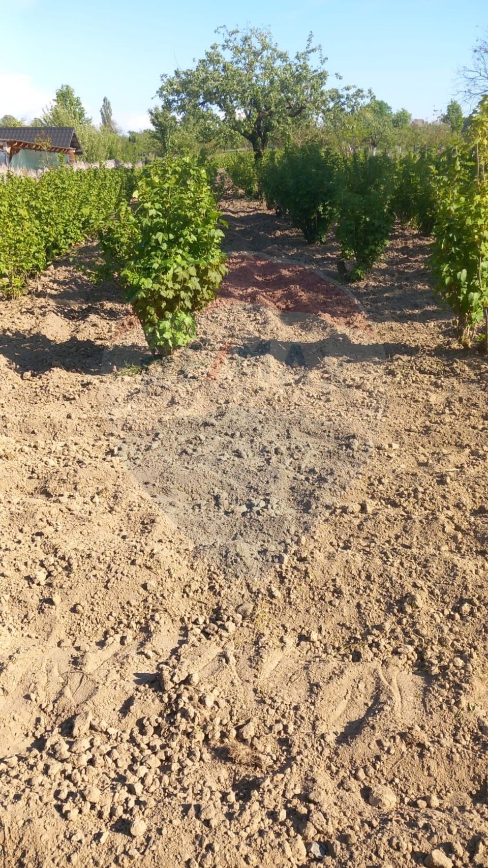 Teren 1,800mp Satu Nou de Sus / Strada Tineretului