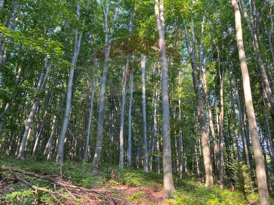 Pădure de vânzare Negresti-Oas