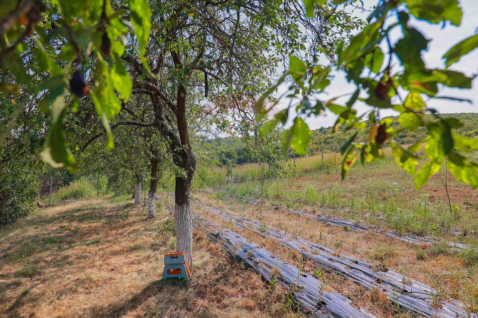 Casă cu 3 camere și 5841 mp teren de vânzare în Copăcel, județul Bihor