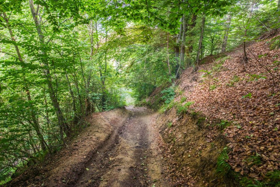 Teren extravilan Moieciu 45316mp