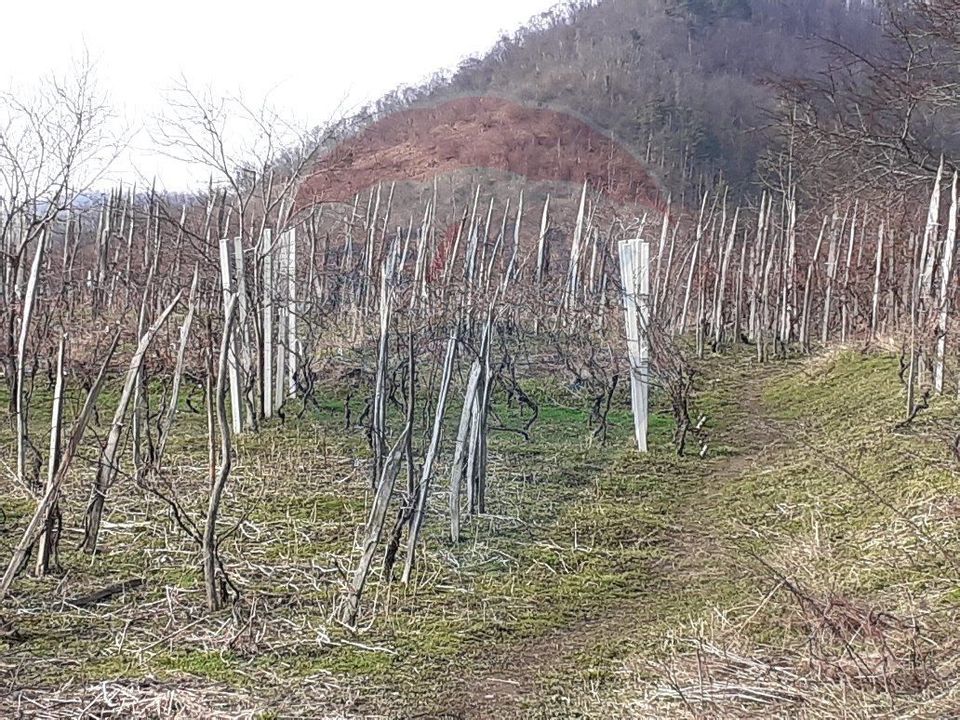 Teren Cicarlau  cu vie