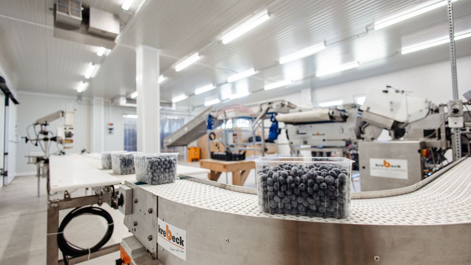 BUSINESS DE VANZARE Plantatie de afin din Romania