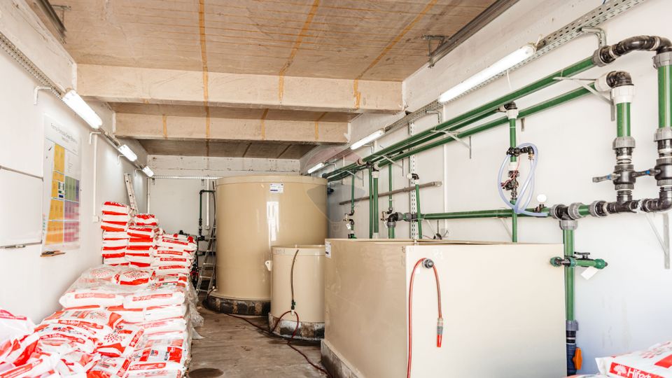 BUSINESS DE VANZARE Plantatie de afin din Romania