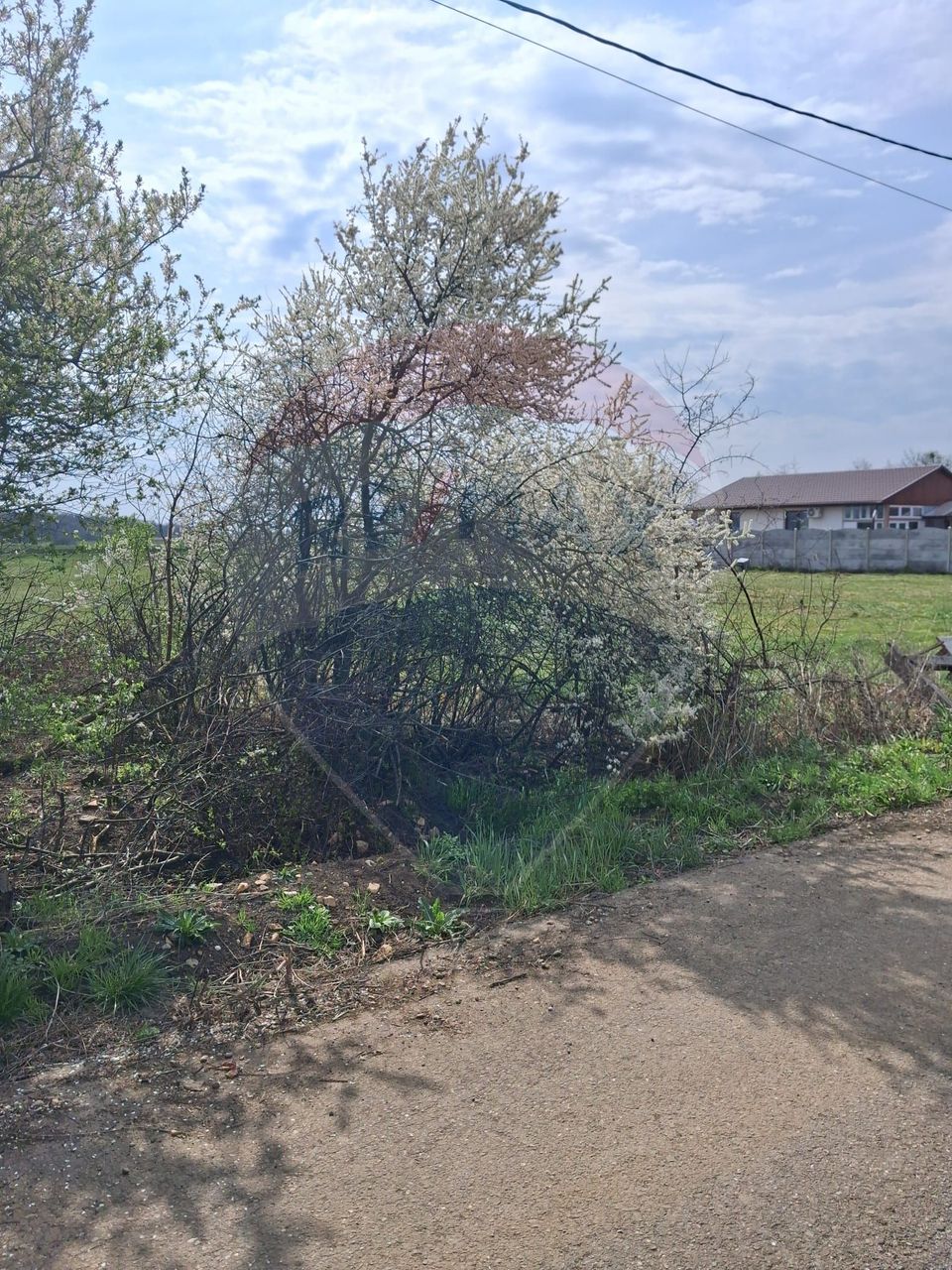 Teren 1,439mp Santaul Mare / Strada principala