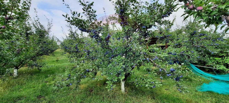 Teren 2,600mp Ciprian Porumbescu / Drumul COSERI