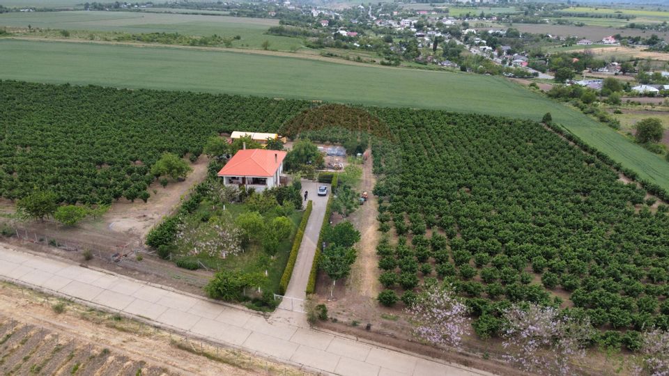 Casă - plantatie aluni  41300mp