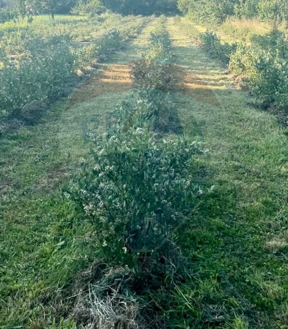 Teren intravilan 6.900mp BREB MARAMURES