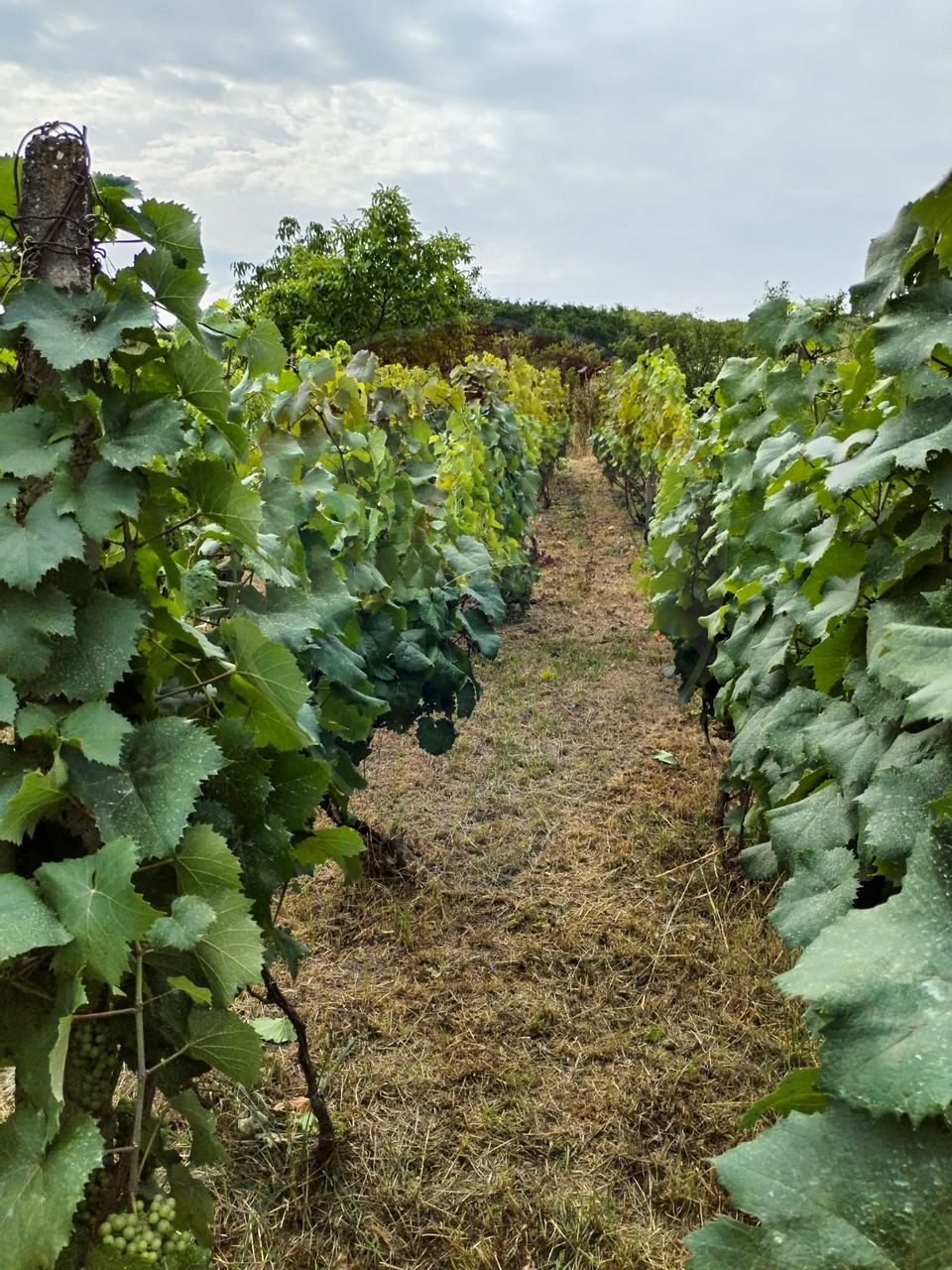 4 room House / Villa for sale