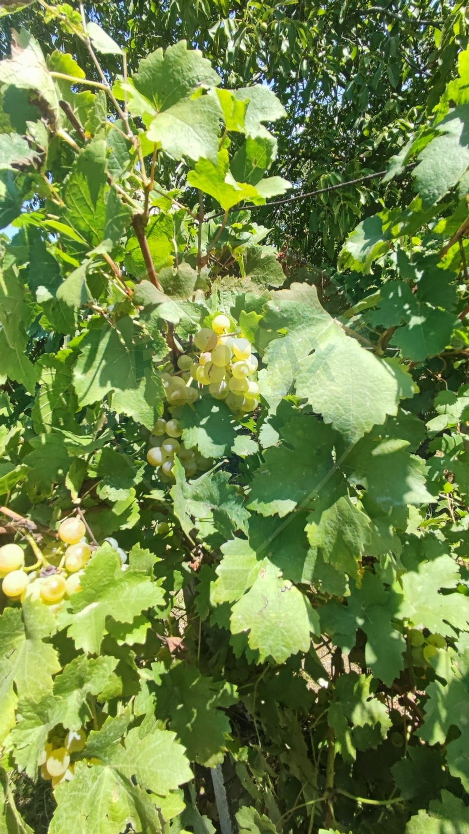 Loc de casa si teren cultivat cu vita de vie 1,28 Ha Santimreu Bihor