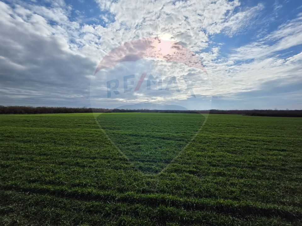 Land 120,770sqm Giarmata / Drumul Fara Nume