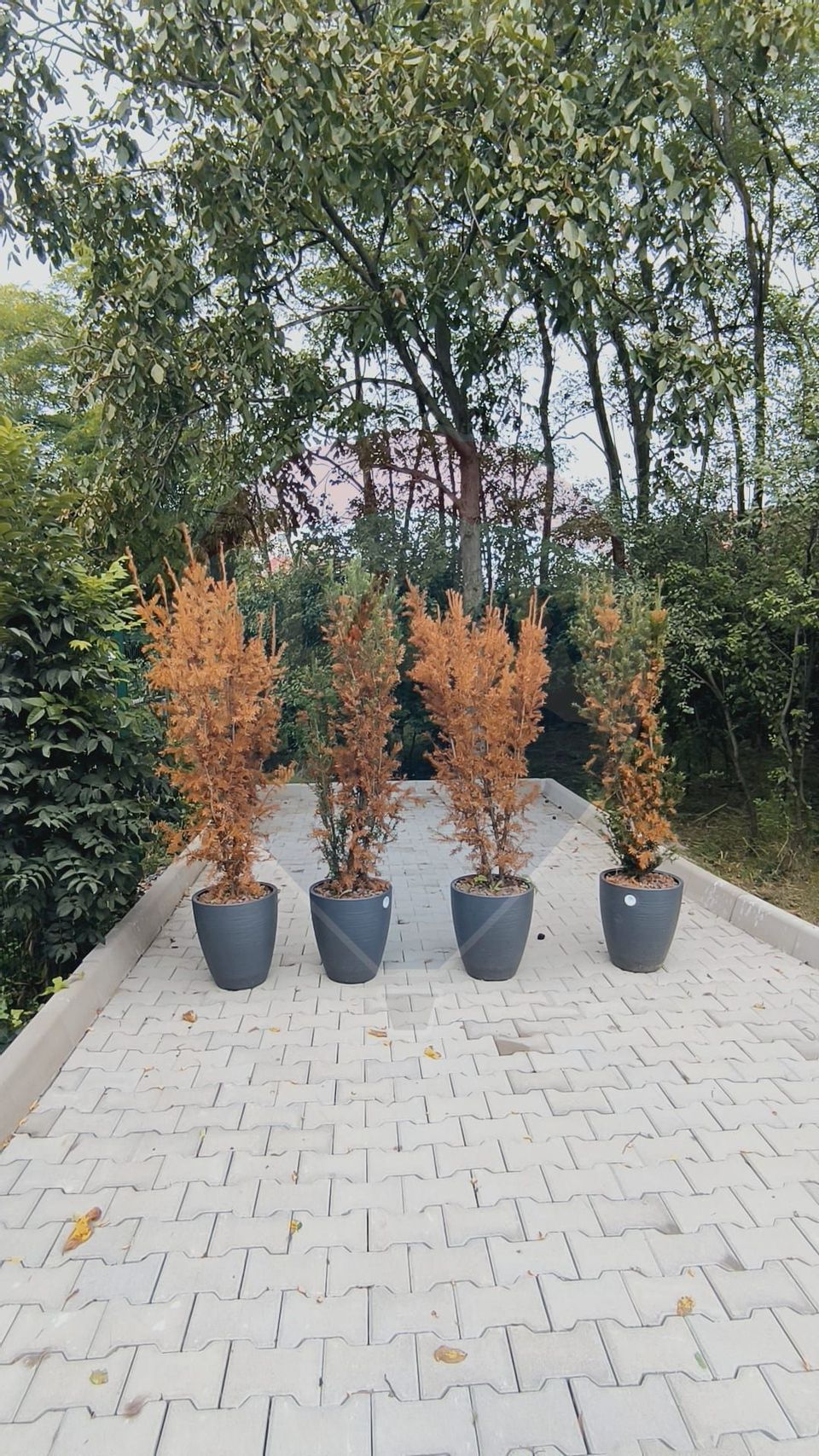 Duplex 2 unitati de vanzare 426 mp