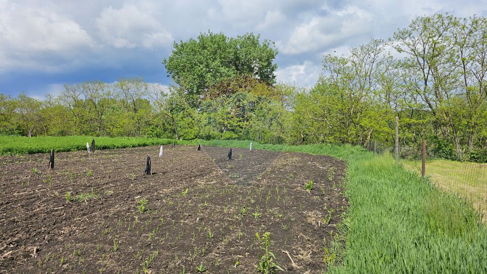 Casă  cu 3 camere, teren intravilan de 1300mp în Ipotești Tișăuți, SV