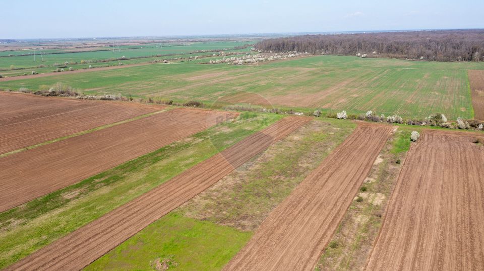 Vanzare teren intravilan 500 mp Sabareni /  Strada Orhideelor