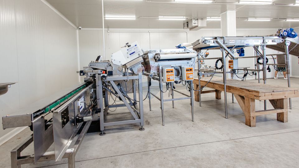 BUSINESS DE VANZARE Plantatie de afin din Romania