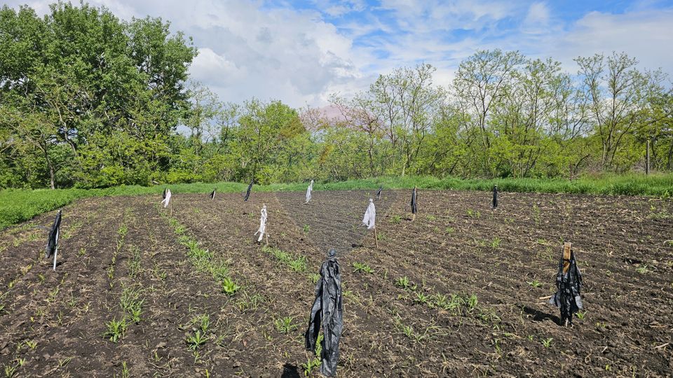 Casă  cu 3 camere, teren intravilan de 1300mp în Ipotești Tișăuți, SV