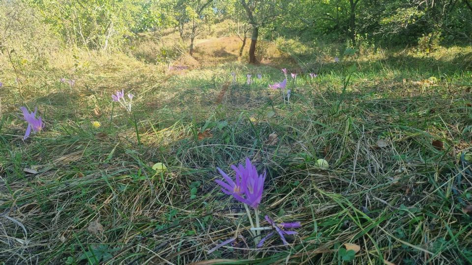 Extravilan land + built-up area Valea-Popii (Mihaesti)