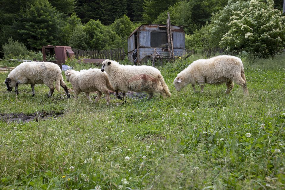 Fermă de vânzare, teren 21436 mp intravilan, Coșnea, Agăș