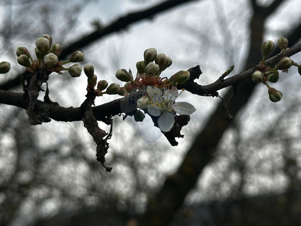 Viseul de Sus- CASA , priveliste, liniste ,