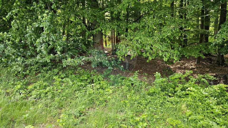 Teren Ilisesti  7000mp extravilan/ DN 17, Suceava