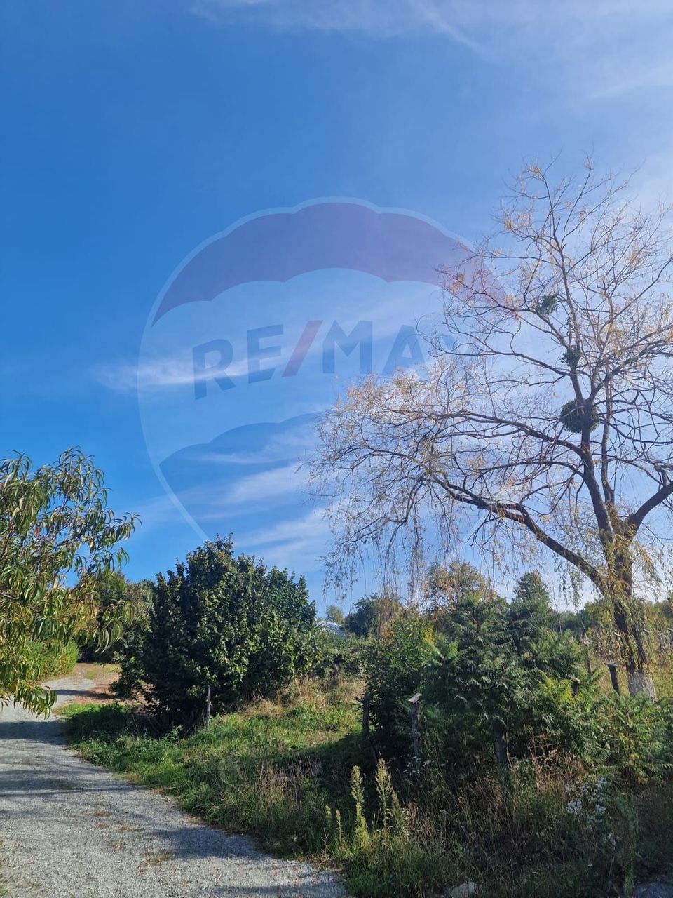 OCAZIE.  De vanzare teren în Cicarlau - Strada 1 Mai - super pret