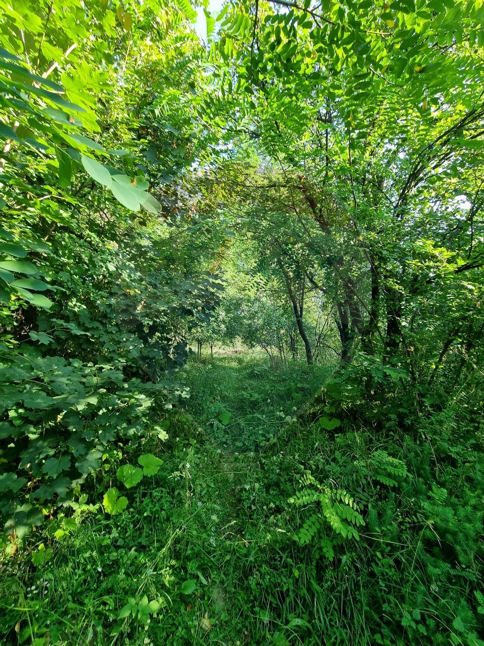 Teren cu Casa Veche in suprafata de 6000 mp, Breaza de Jos -Parcelabil