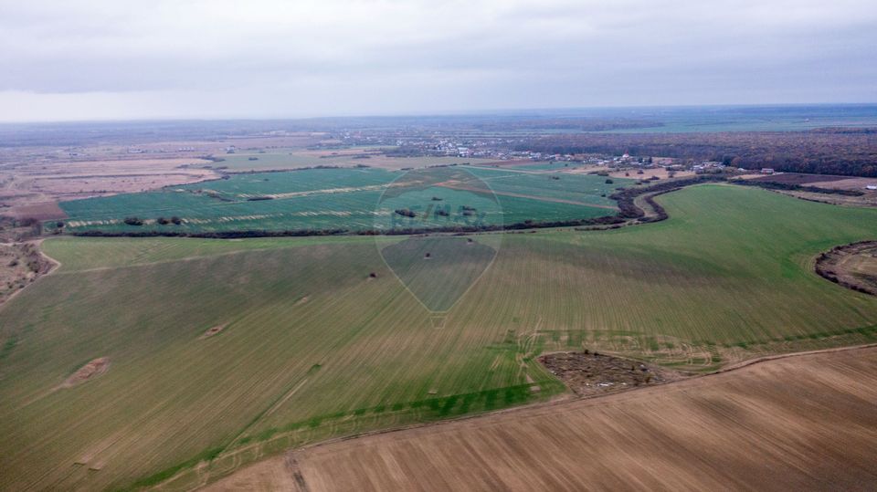 Land 310,000sqm Catunu (Berceni) / Intrarea tarla 17